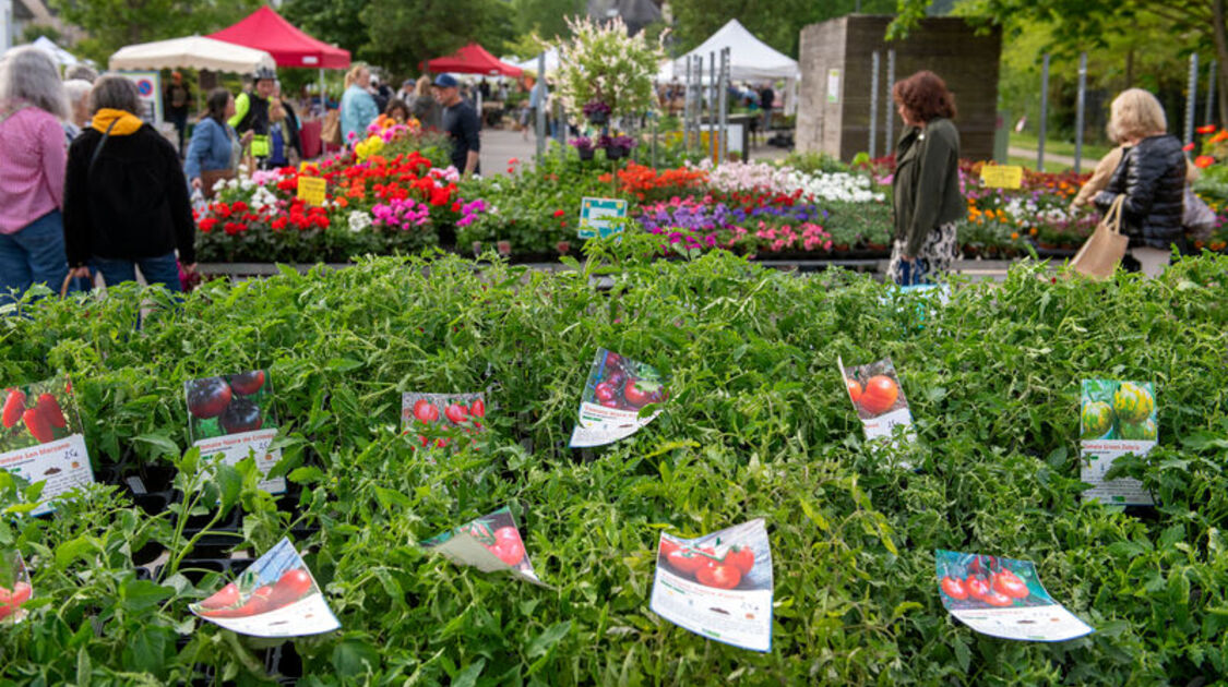 Marché de la fleur d'été 2026