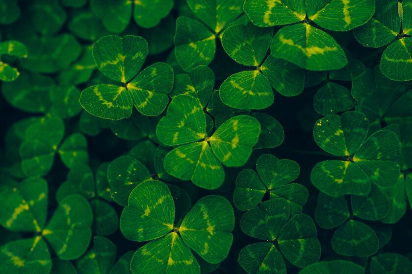 La Saint-Patrick à Quimper